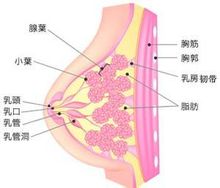 乳腺疾病