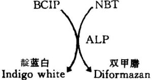 四氮唑比色法