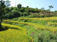 洛琅村主要糧食作物——水稻