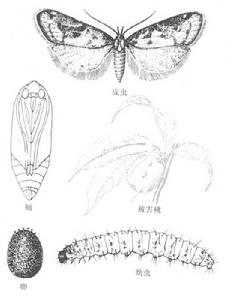 鱗翅目果蛀蛾科