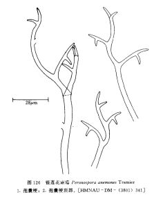 銀蓮花霜霉