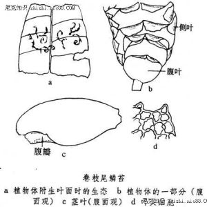 薄鱗苔屬