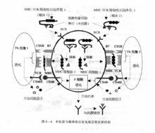 半抗原與載體效應的免疫應答識別機制