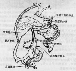 側枝循環