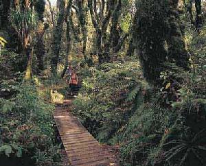 Goblin Forest, Taranaki