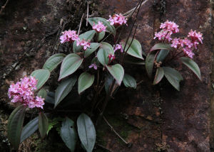 三角齒錦香草