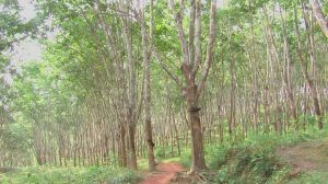 小茅草山自然村