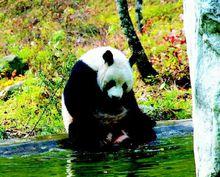 大熊貓在椒溪河邊戲水