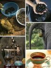 黑色象牙咖啡