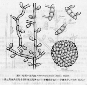 松果小光殼炱