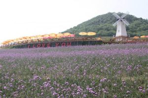 大連紫雲花汐薰衣草莊園