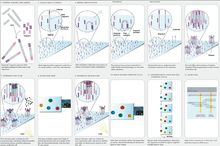 llumina genome analyzer