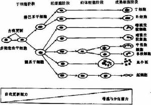 馬查多-約瑟夫病