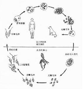 利什曼病