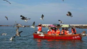 金石灘海釣餵海鷗