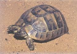 穆爾希臘陸龜