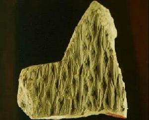 石松類（化石）