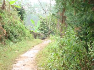 迤柏樹林自然村