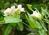 Arabian-Jasmine.JPG