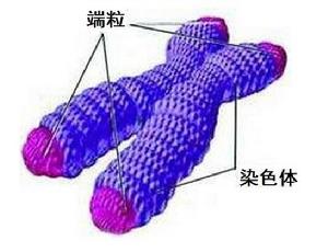 染色體[細胞核的組成部分]