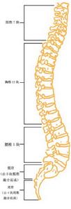 發作性嗜睡強食綜合徵