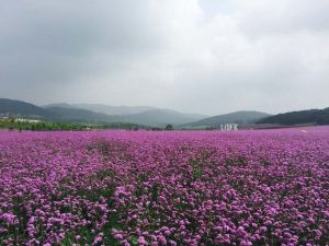 紫煙薰衣草莊園