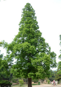 Metasequoia glyptostroboides