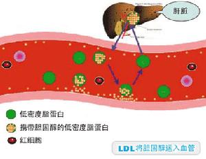 為什麼Ω-3多不飽和脂肪酸可有效調節血脂？