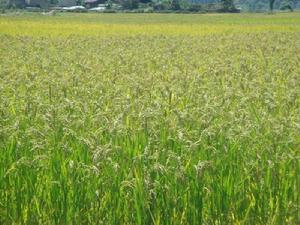 杜家寨自然村種植業