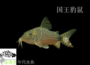 花鼠魚（又名豹鼠魚）