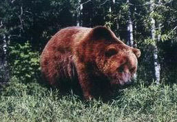 阿特拉斯棕熊棕熊