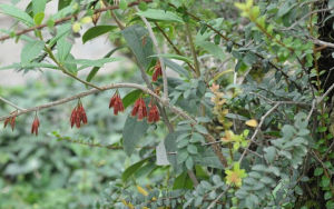 細花樹蘿蔔