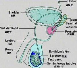 逆向射精