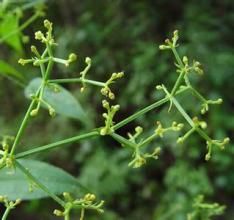 少花茜草