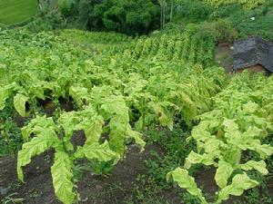 鋪門前村烤菸種植業