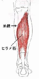 （圖）穴位解剖