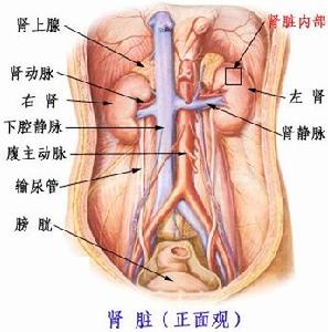 泌尿系統梗阻性疾病