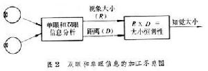 大小知覺