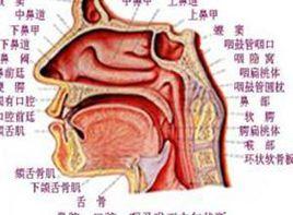 側臥時位於下側鼻腔出現鼻塞