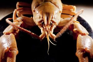 鬍鬚巨型螯蝦新物種