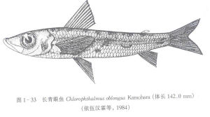 長青眼魚