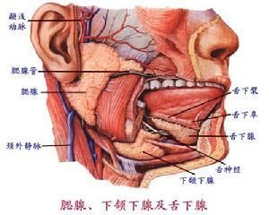 涎石病