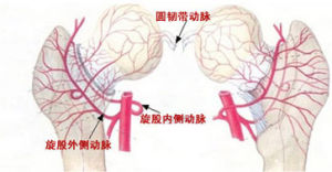 股骨頭壞死的血供有三大來源