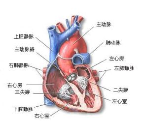 收縮性心力衰竭