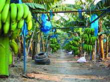 香蕉有機栽培農場