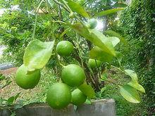 萊姆[芸香目芸香科植物]