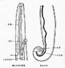 結膜吸吮線蟲病