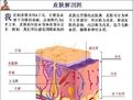 表皮纖維