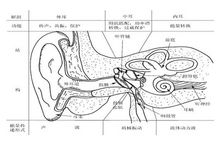 感音神經性耳聾耳朵的基本解刨結構