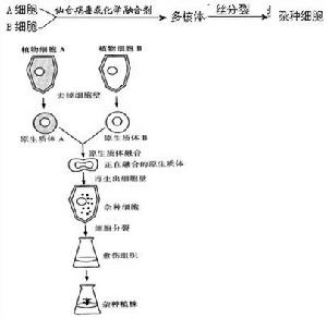 細胞工程